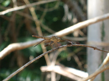 millions of these golden dragon Flys