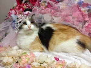 Funny-Cats-With-Hat-facts.jpg (300×225)