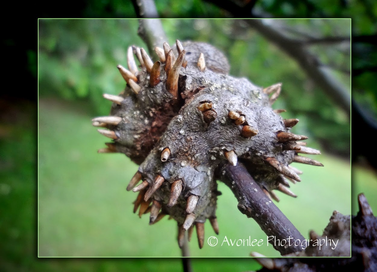 Avonlee Photography, Nature, tree growth