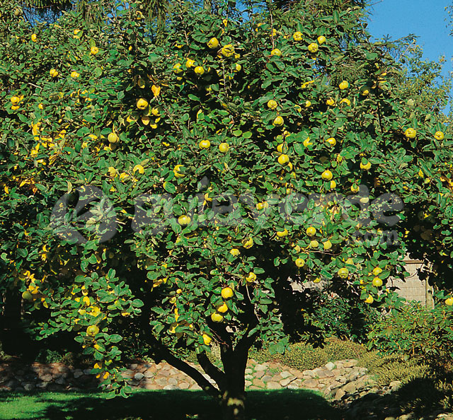 Membrillo (Cydonia oblonga) - Frutas del mundo