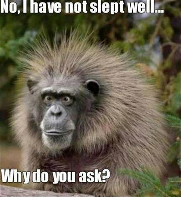 30 Funny animal captions - part 37, best funny animal captioned, animal pictures with sayings, animal meme, funny animal meme
