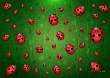 3d Ladybug Screensavers5