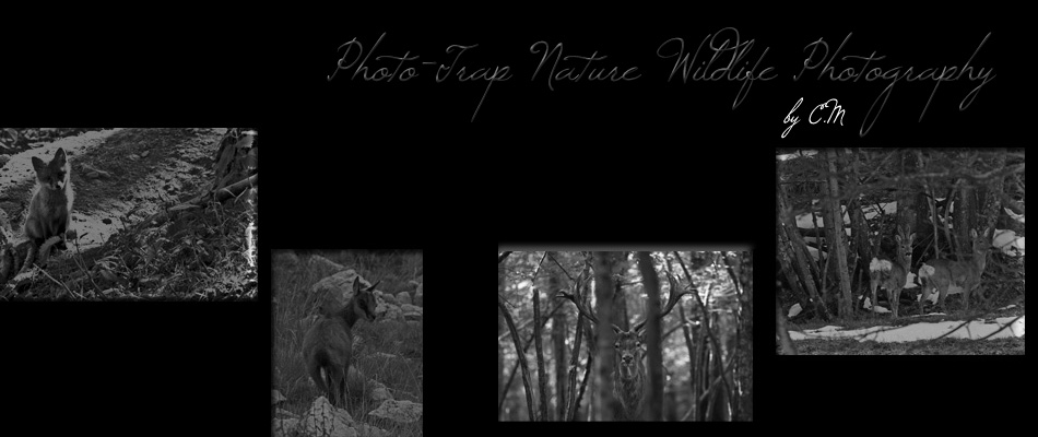 Photo -Trap Nature Wildlife Photography