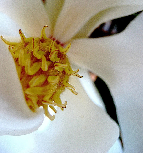 Living Rootless Opelousas May flowers in Vieux Village
