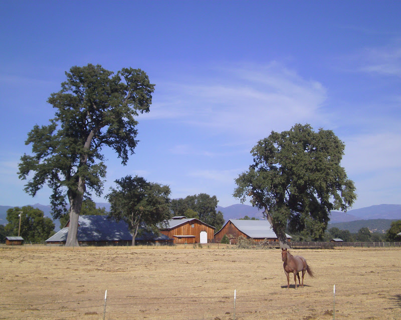 Tales From the Trails Tallest Valley Oak Covelo, CA