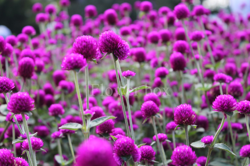 [Image: chua-benh-bang-hoa-cuc-bach-nhat-1.jpg]