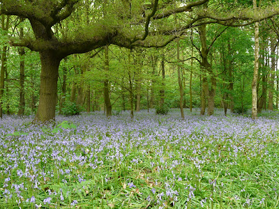 British Bluebells, Speke Hall