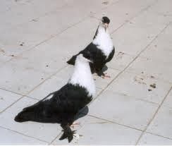 Balina Güvercin Fiyat