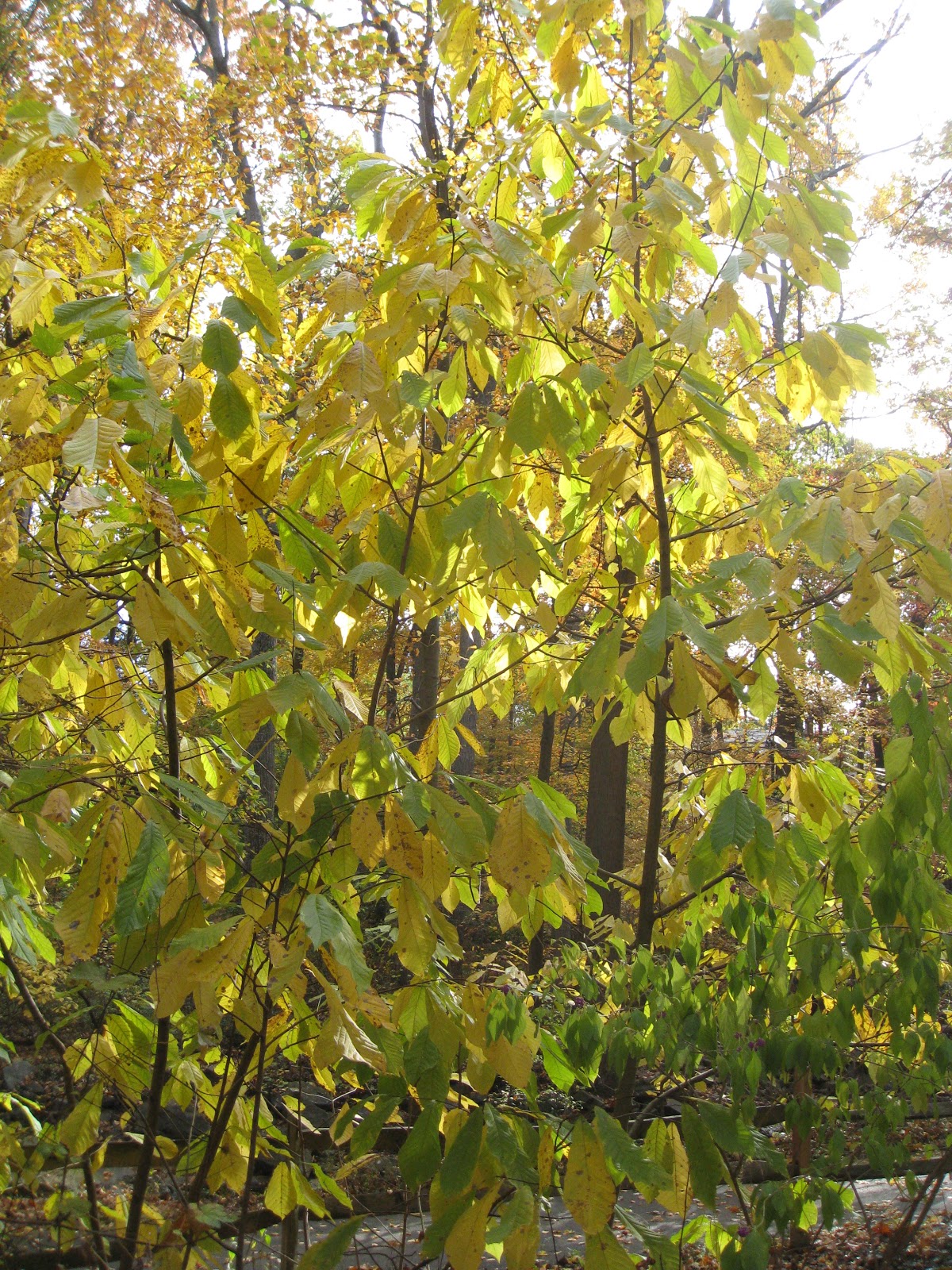 Capital Naturalist by Alonso Abugattas Pawpaw