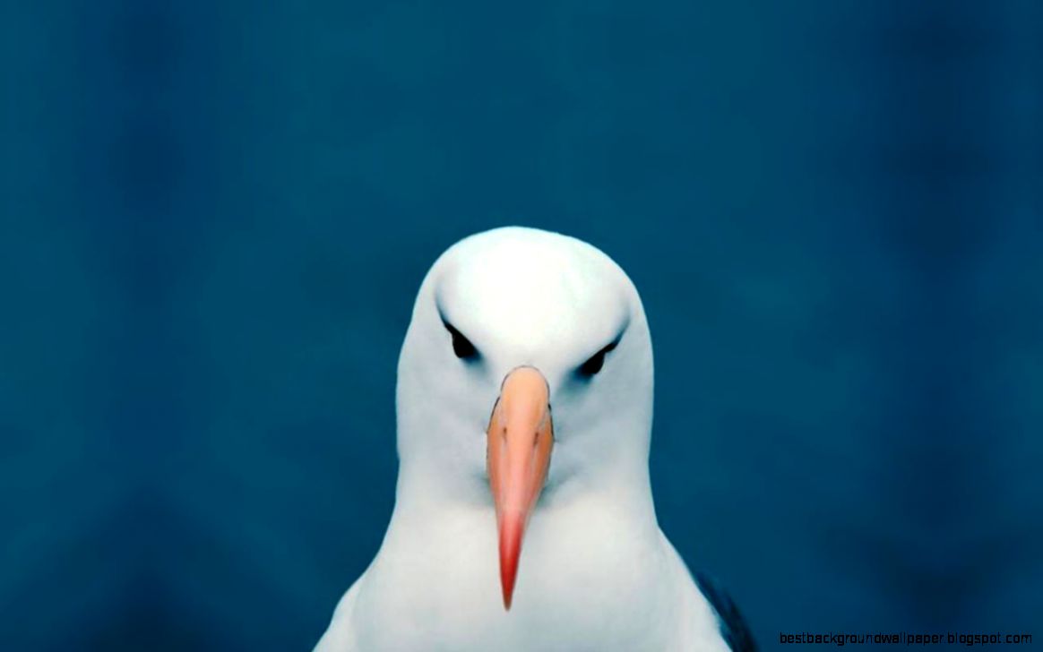 Seagull - Animal Wallpapers Free download wallpaperswindows xp Seagull - Animal Wallpapers Free download wallpaperswindows xp