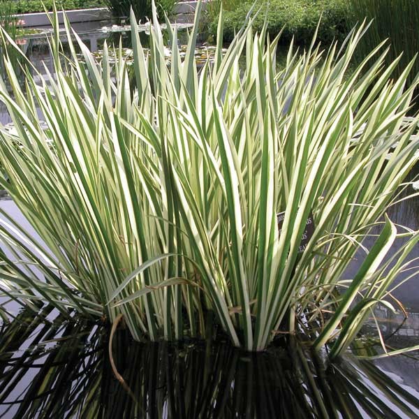 The Striking Acorus calamus 'Variegatus' Striped Sweet Flag