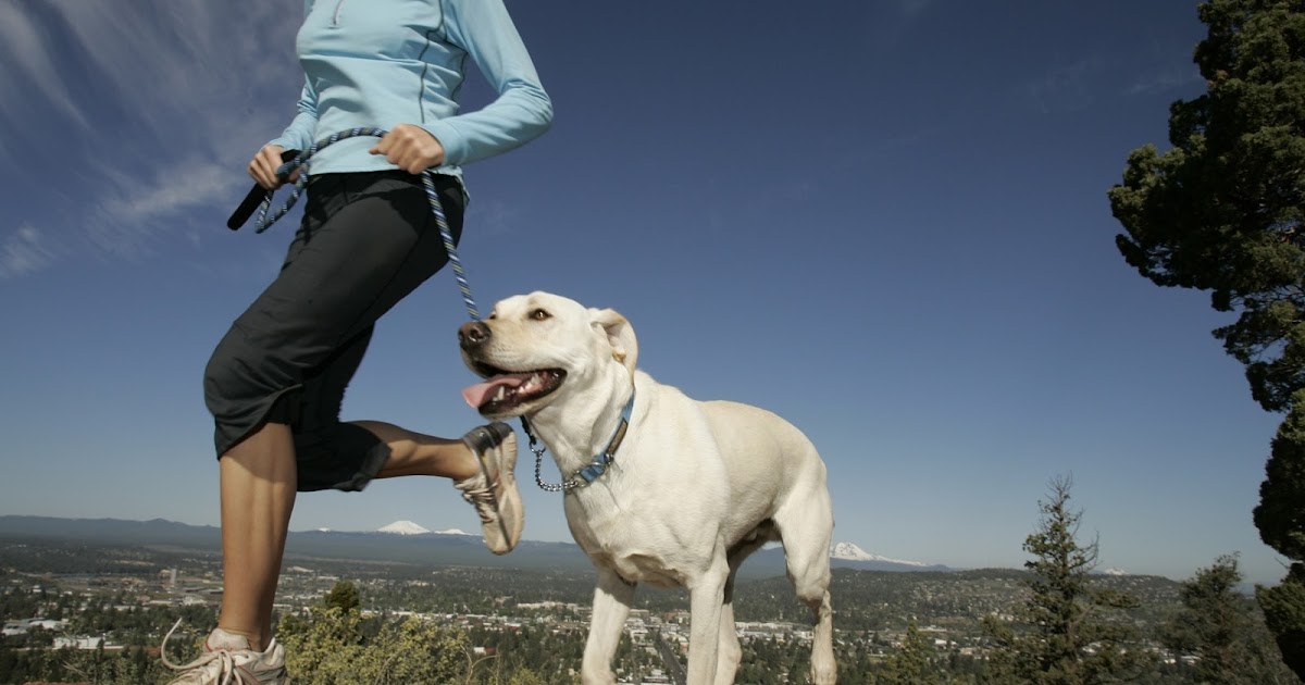 Cardio Trek Toronto Personal Trainer Dog Jogging for Beginners