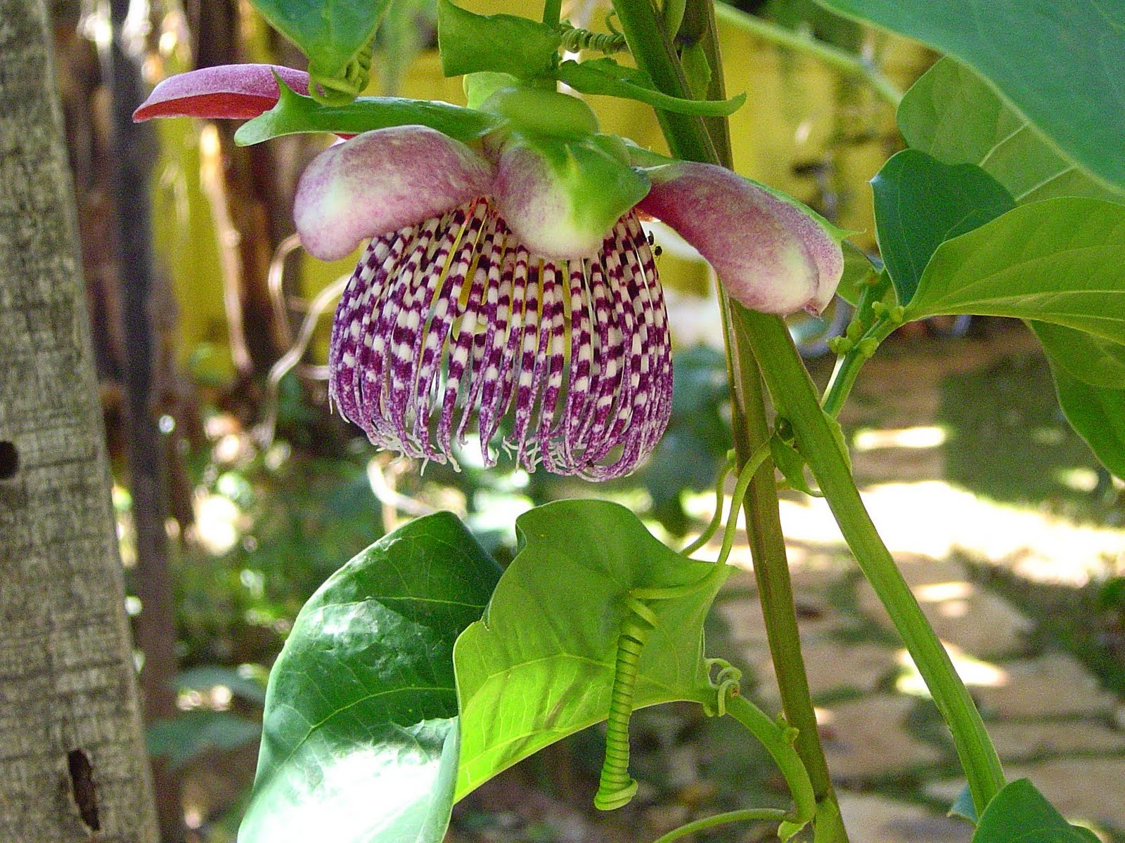 Jardim de Cheiro: flor de maracujá doce