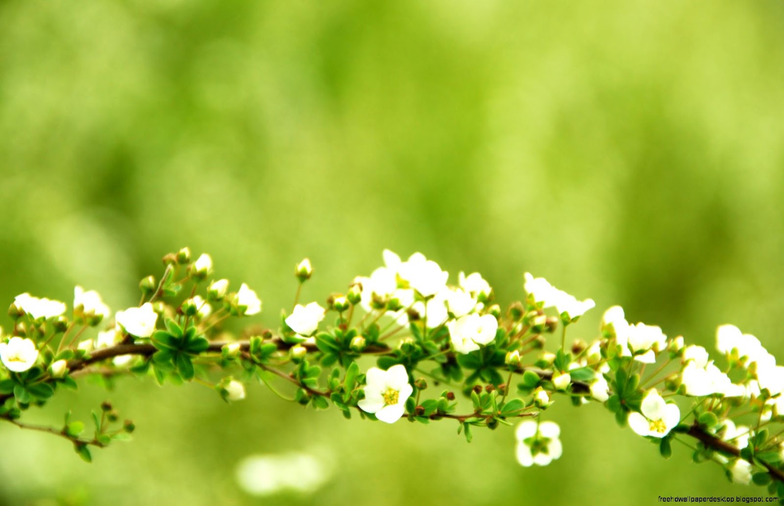 Spring Flowers Spring Flowers