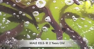 Eels photo essay by thrill racer 08 image