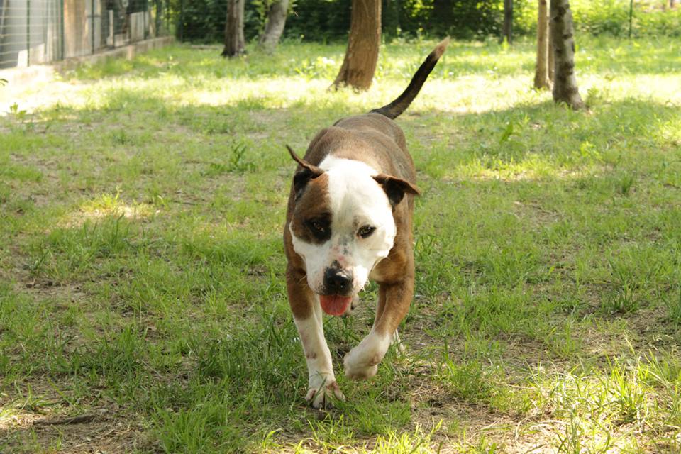 un pit bull per amico adottato pinin pit bull maschio a luino va in cerca di una nuova famiglia