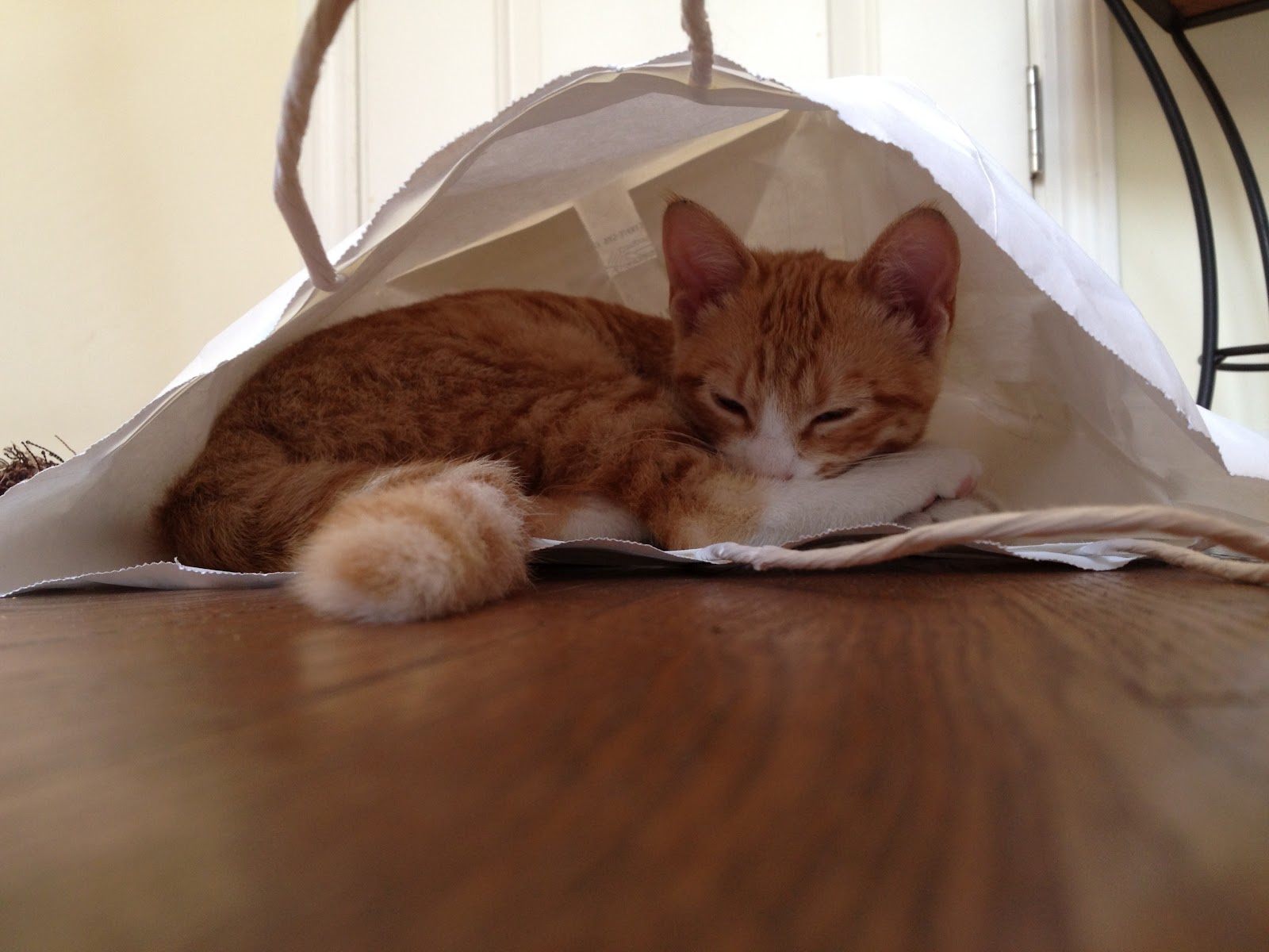 Hyde Park Cats TNR Marmalade Garden Kitten