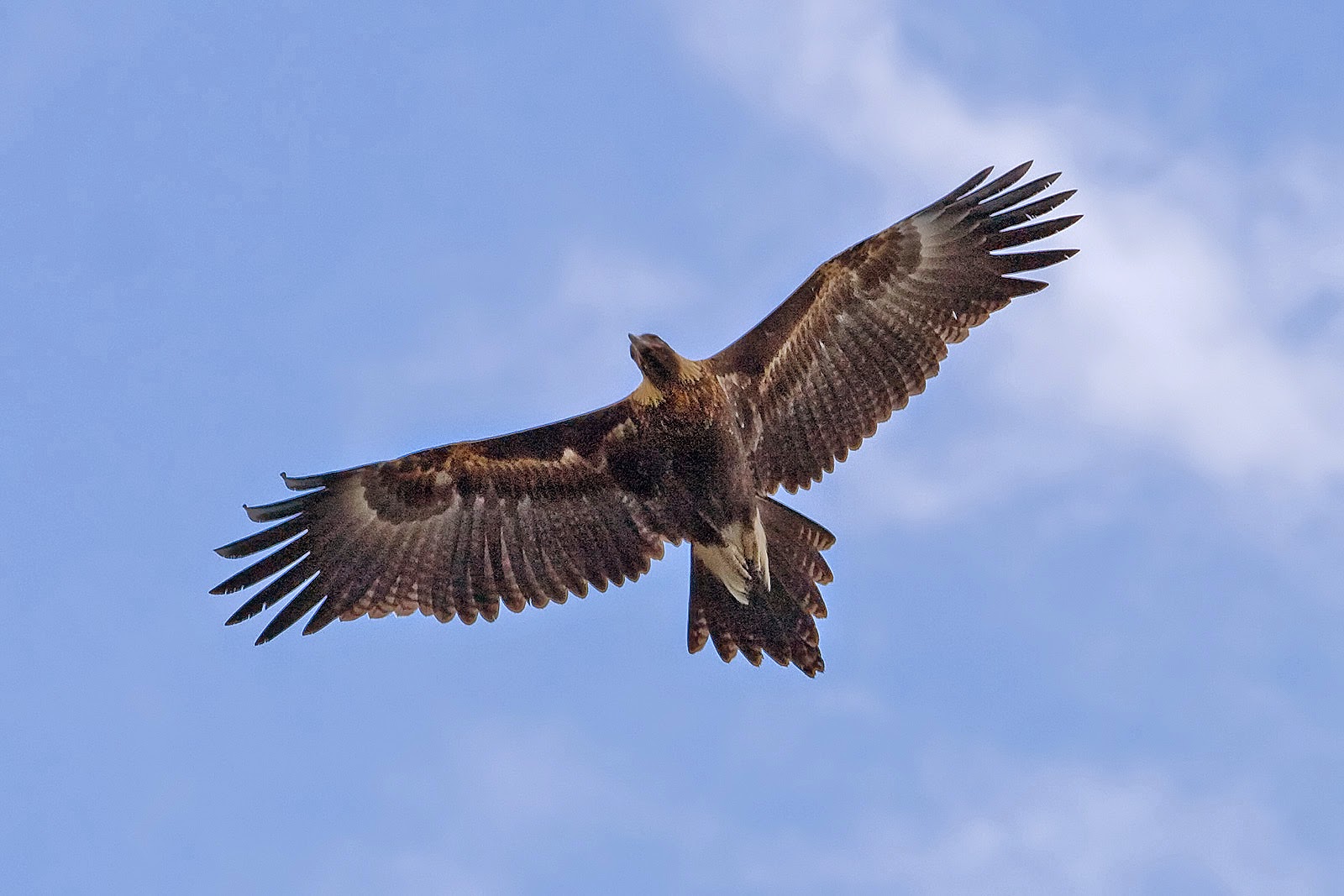 World Bird Sanctuary Birdlore The Wedgedtailed Eagle Bunjil