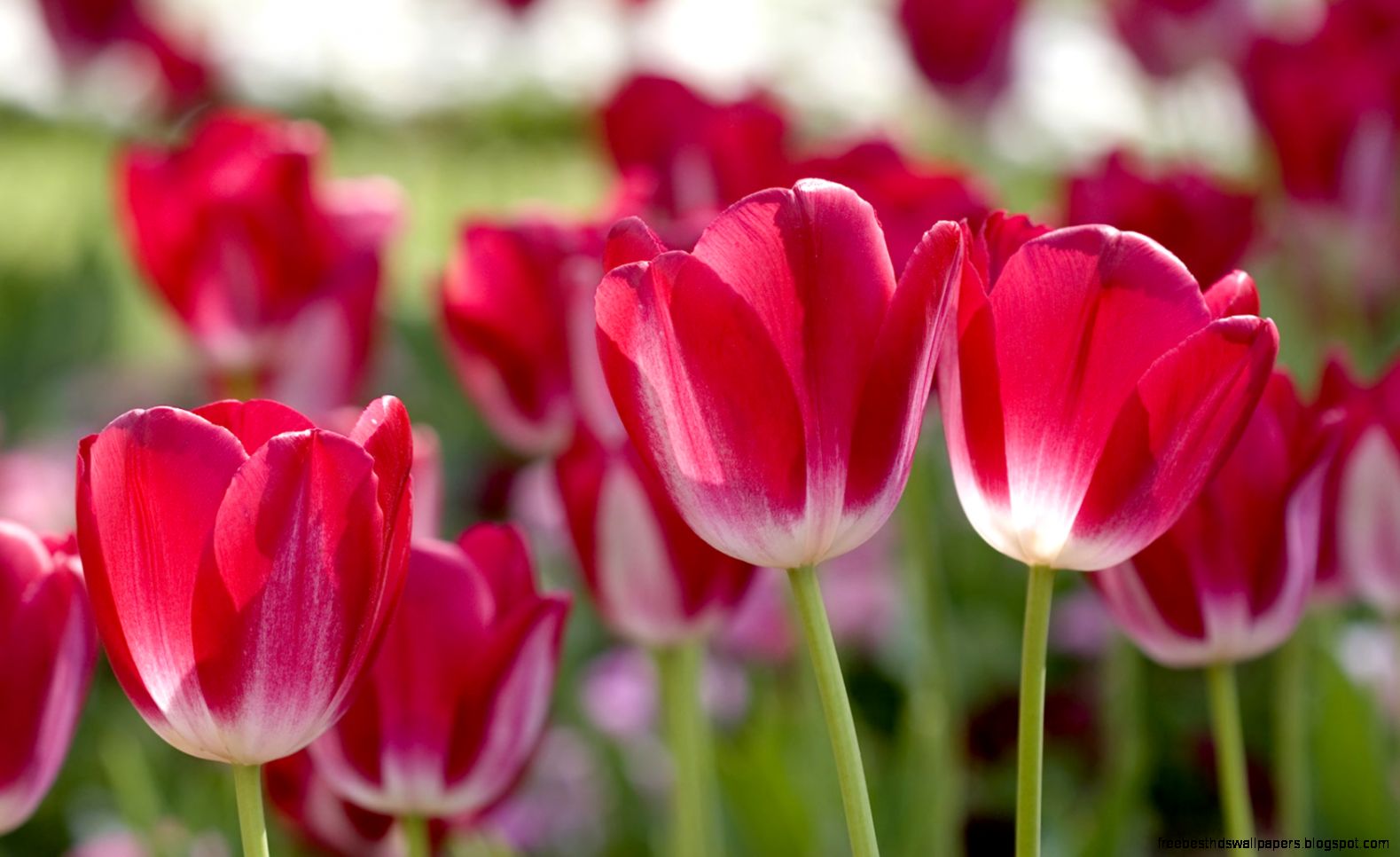 Spring Flowers Images 13 HD Wallpapers Spring Flowers Images 13 HD Wallpapers