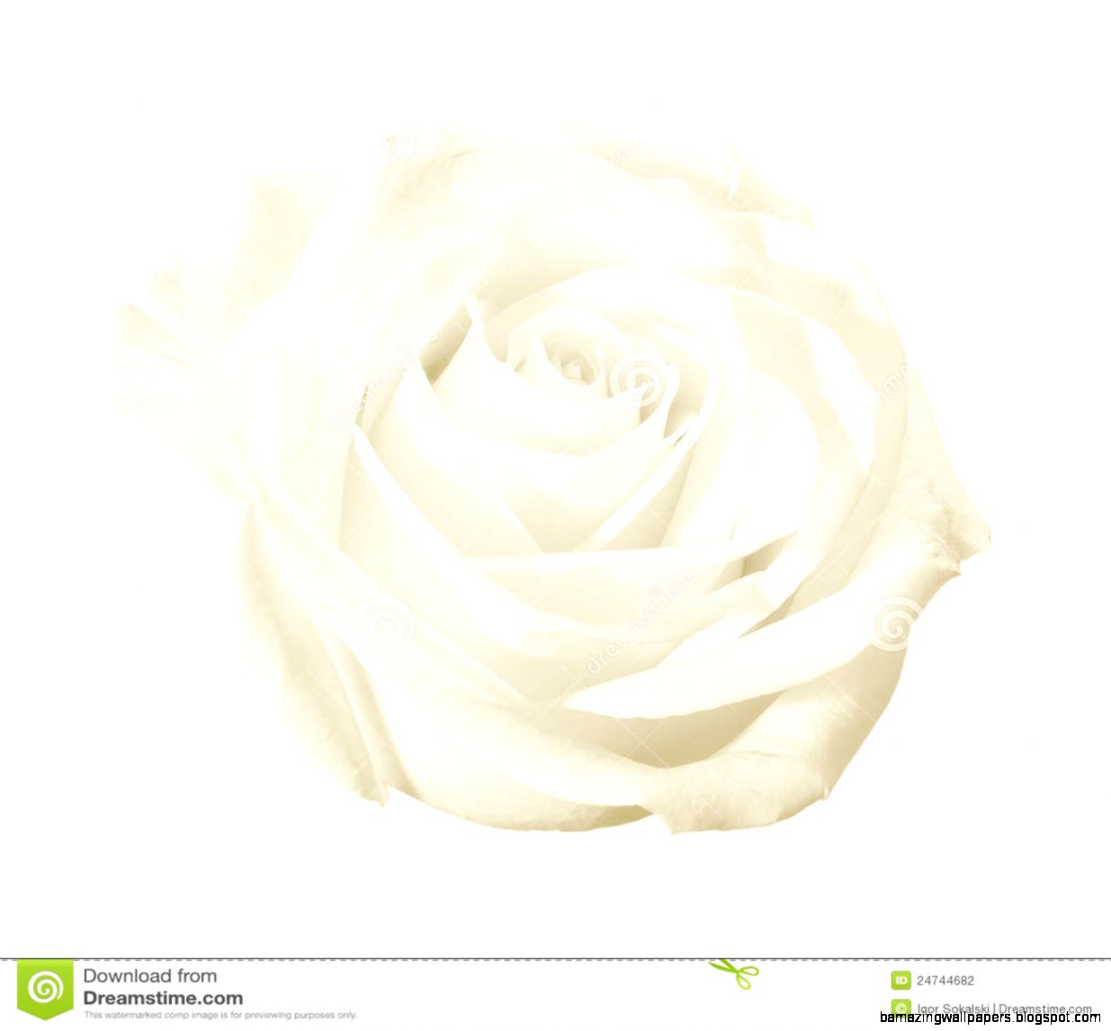 White Rose White Background White Rose White Background