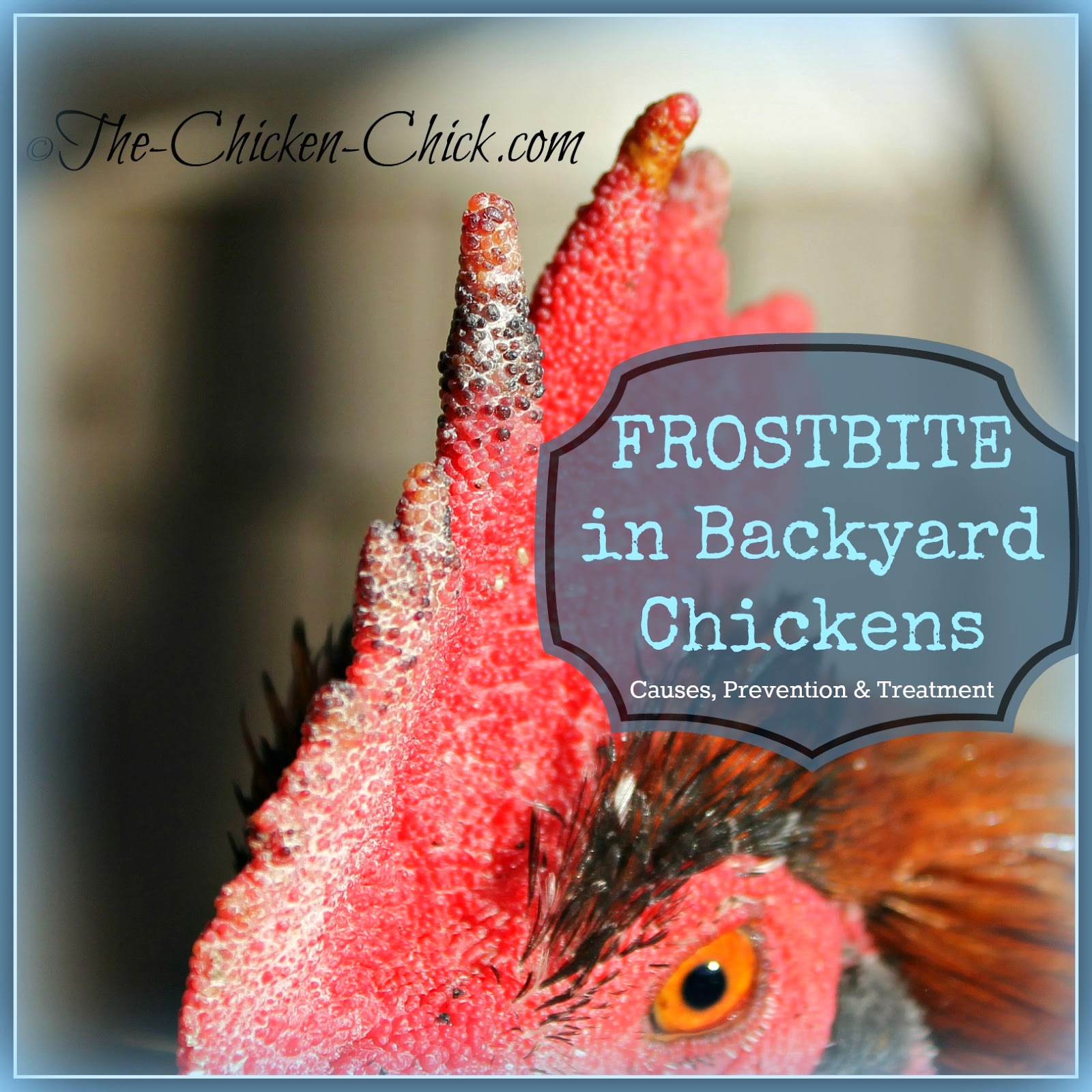 Frostbite in Backyard Chickens Causes, Treatment & Prevention The