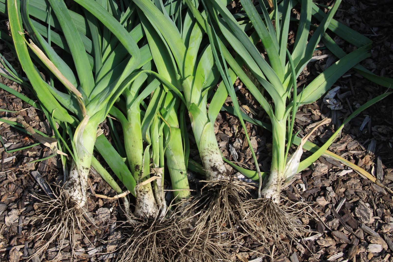 Vegetables Grow Leeks Susan's in the Garden