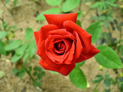 Red rose natural red rose