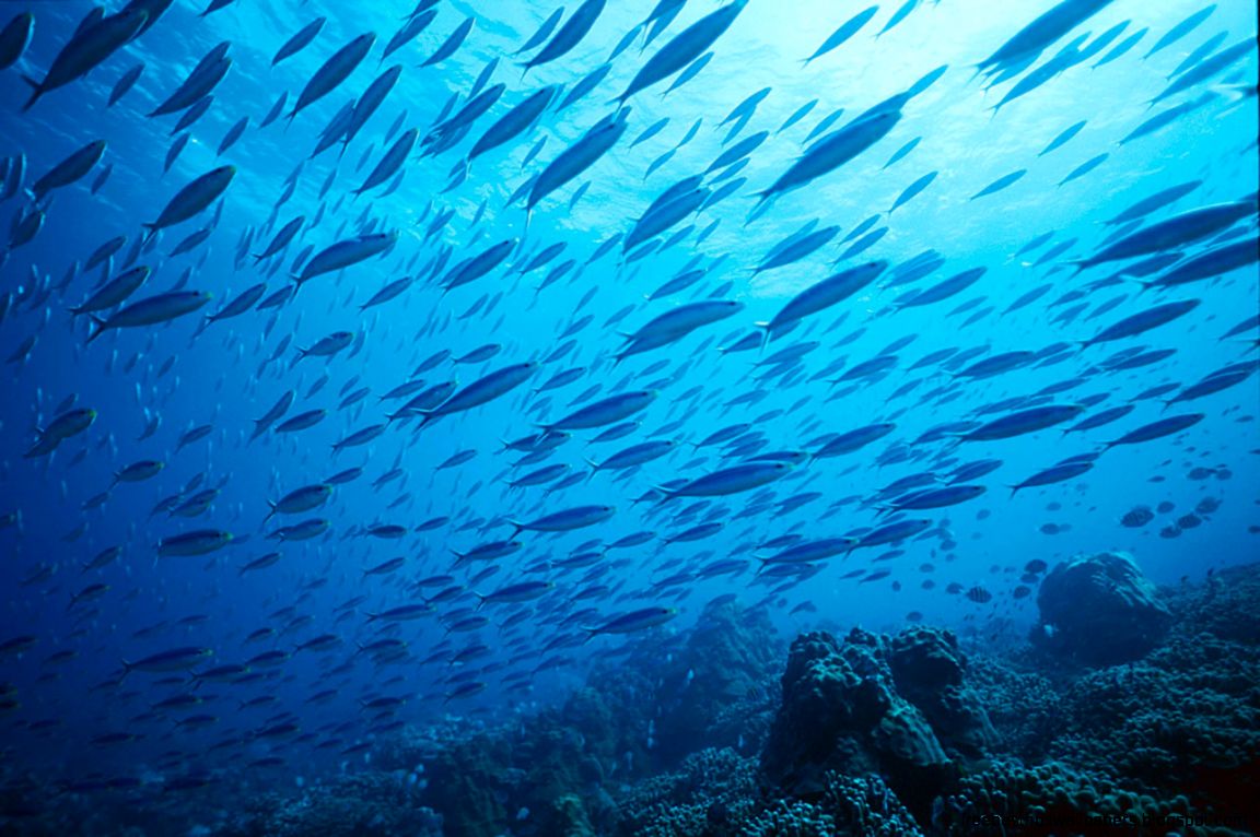 The Many Backgrounds of Hyves The Many Backgrounds of Hyves