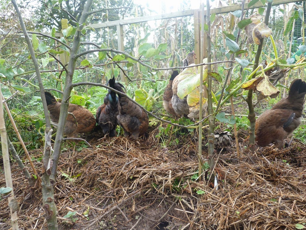 An English Homestead Chickens For Pest Control