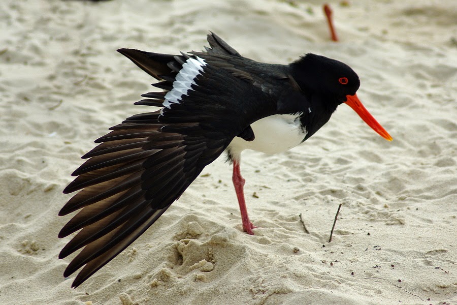 Birds of Western Australia Australian Pied Oystercatcher