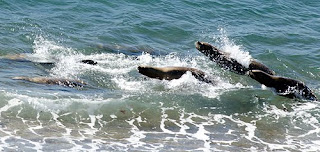 Nadando junto al enemigo - Orcas y lobos marinos en Punta Norte