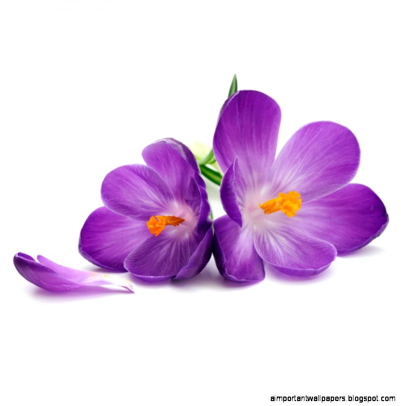 wonderful purple flower with wonderful purple flower with
