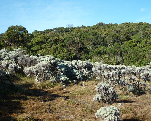 Gunung Pangrango, Jawa Barat Gunung Pangrango, Jawa Barat