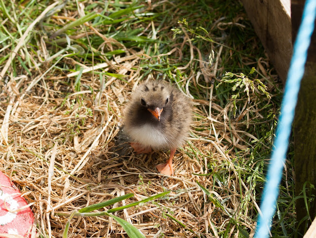 Tern Chick - Farne Islands, Northumberland