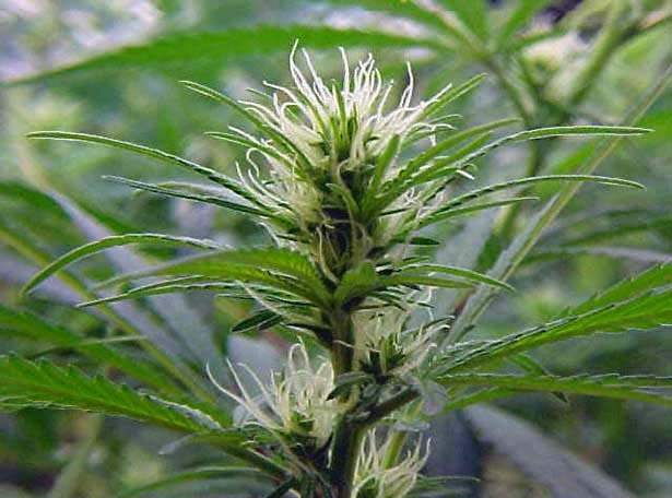 Resultado de imagen de cannabis en floracion