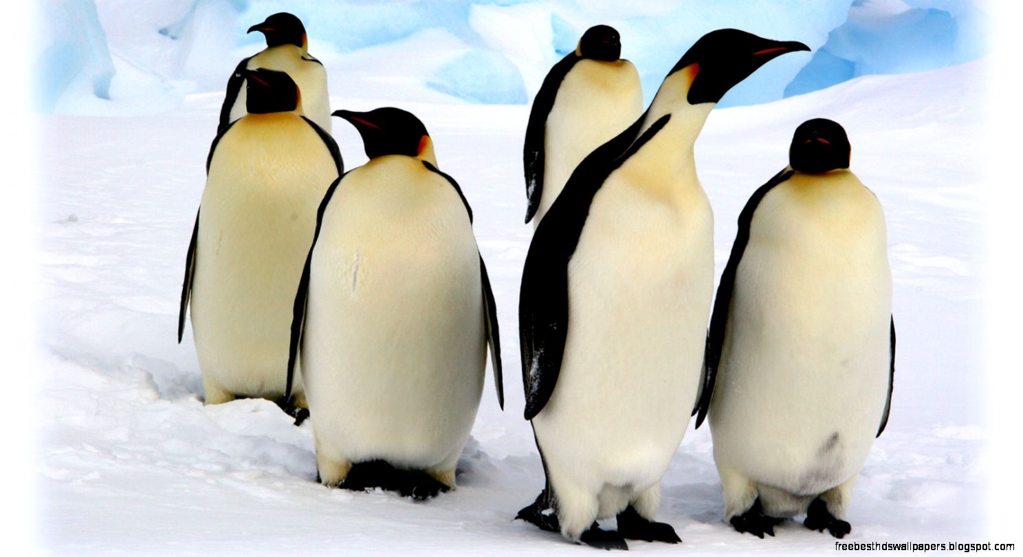 Emperor Penguin Emperor Penguin