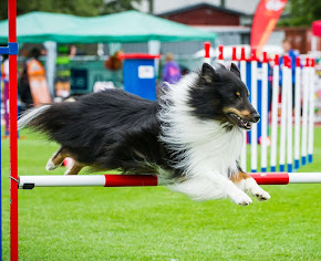 Dazzler, en ganske særlig hund