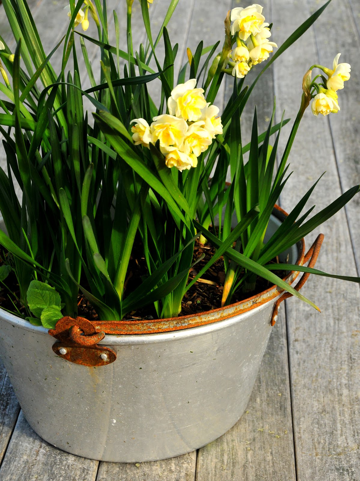 Daffodils in Gramma's old jam making pot