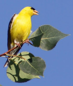 Photograph of American Goldfinch by Darla Sue Dollman