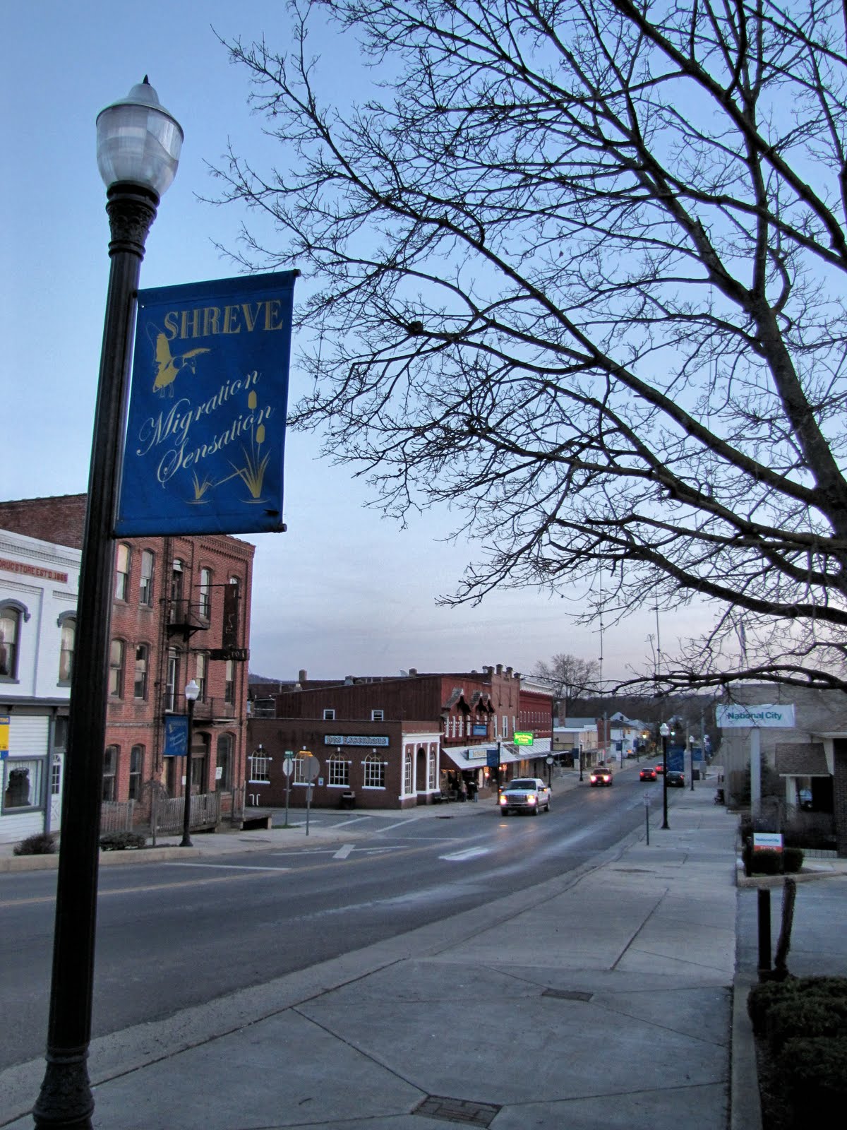 Birds from Behind Shreve Migration Sensation!