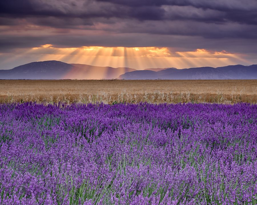 21. Sunbeams over Lavender by Michael Blanchette 21. Sunbeams over Lavender by Michael Blanchette