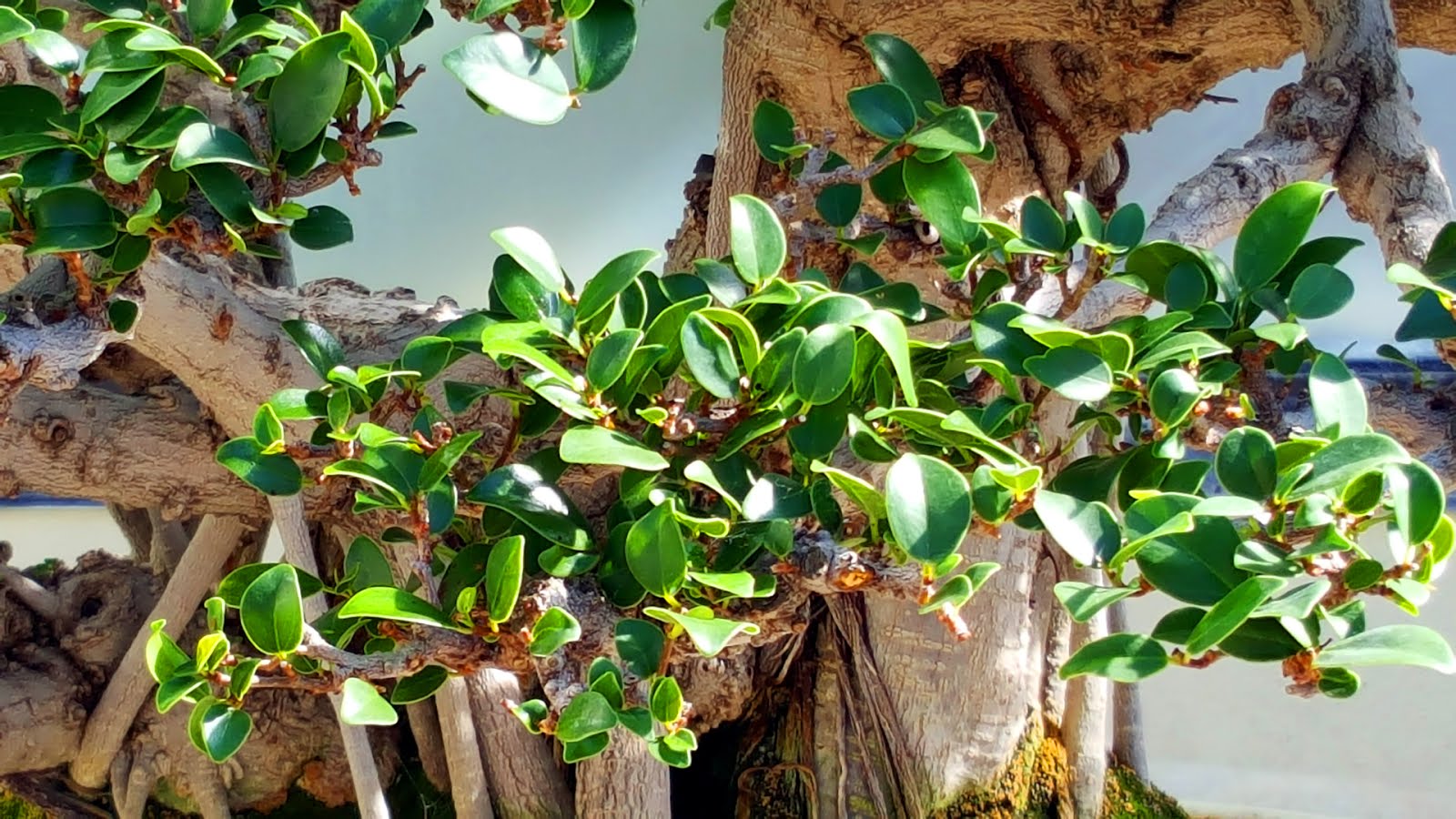 Bonsai Misadventures Banyan Style Ficus Bonsai From Ficus Cuttings Bonsai Misadventures Banyan Style Ficus Bonsai From Ficus Cuttings