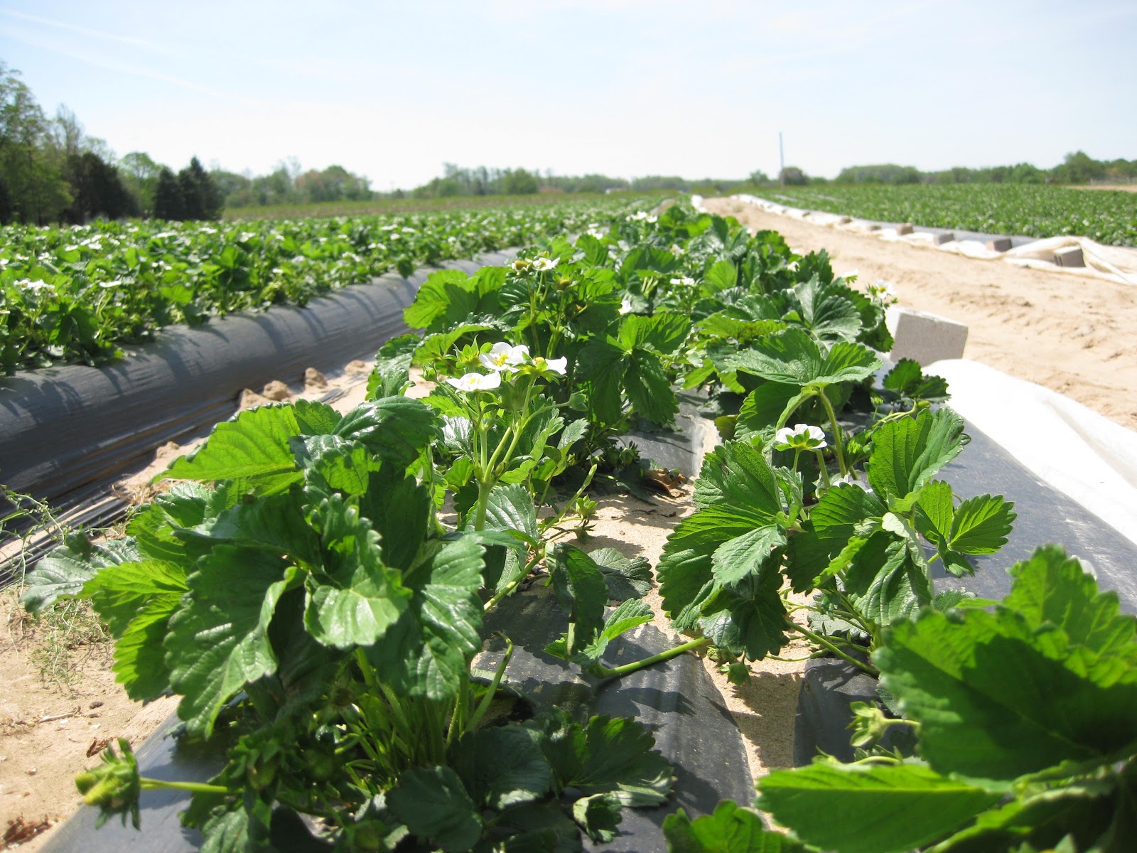 Growing Strawberries