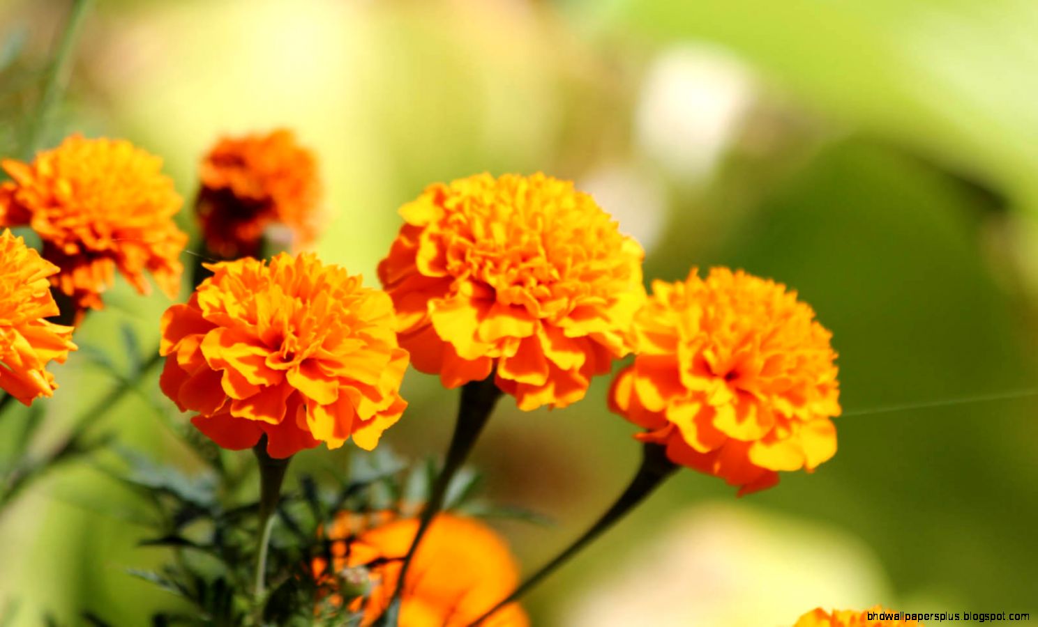 Top 5 Marigold Flowers HD Desktop Wallpapers Free Download Top 5 Marigold Flowers HD Desktop Wallpapers Free Download