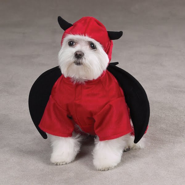 12 Creative and Unusual Dog Costumes. Amazing Story's