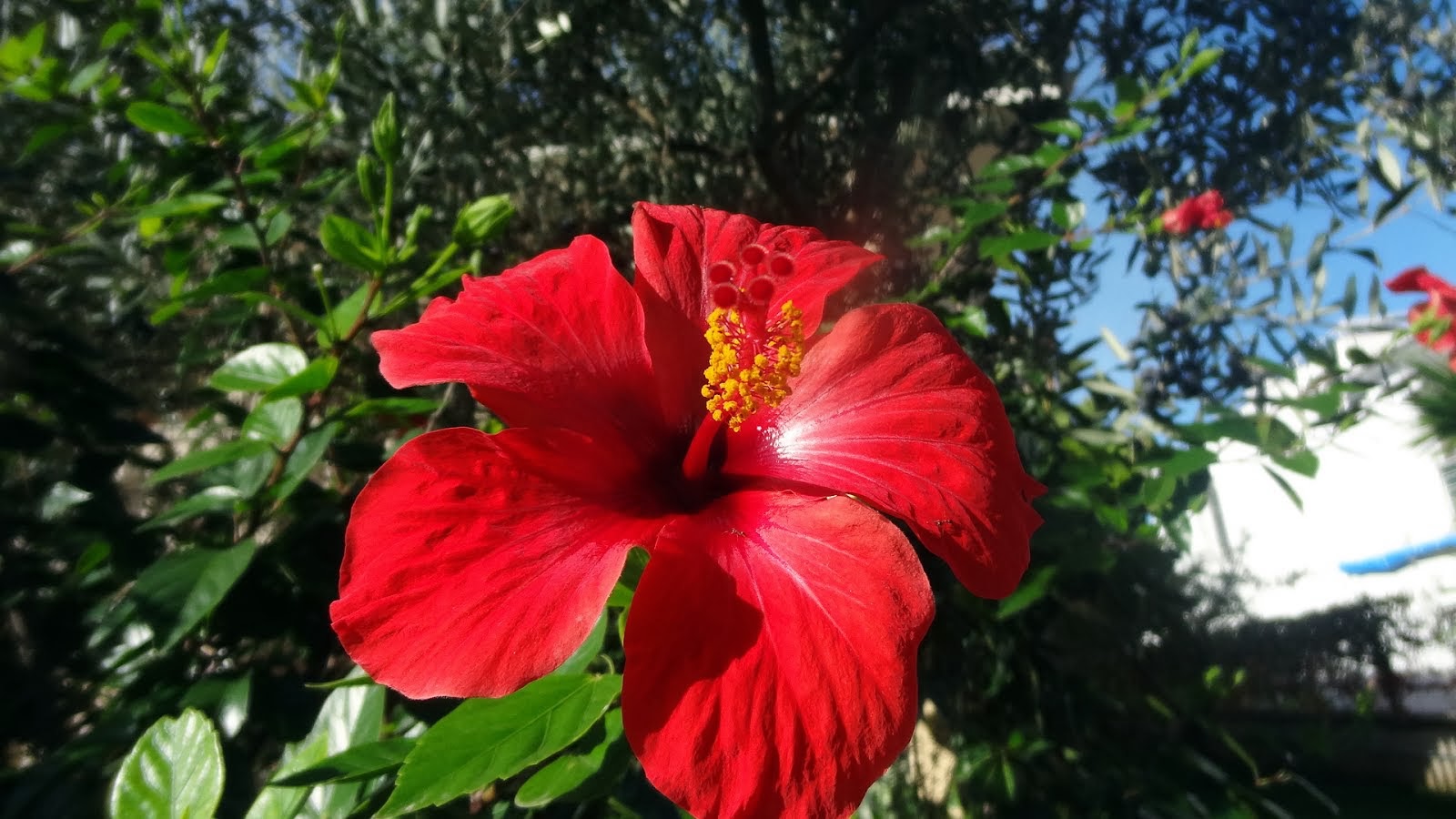 hibiscus