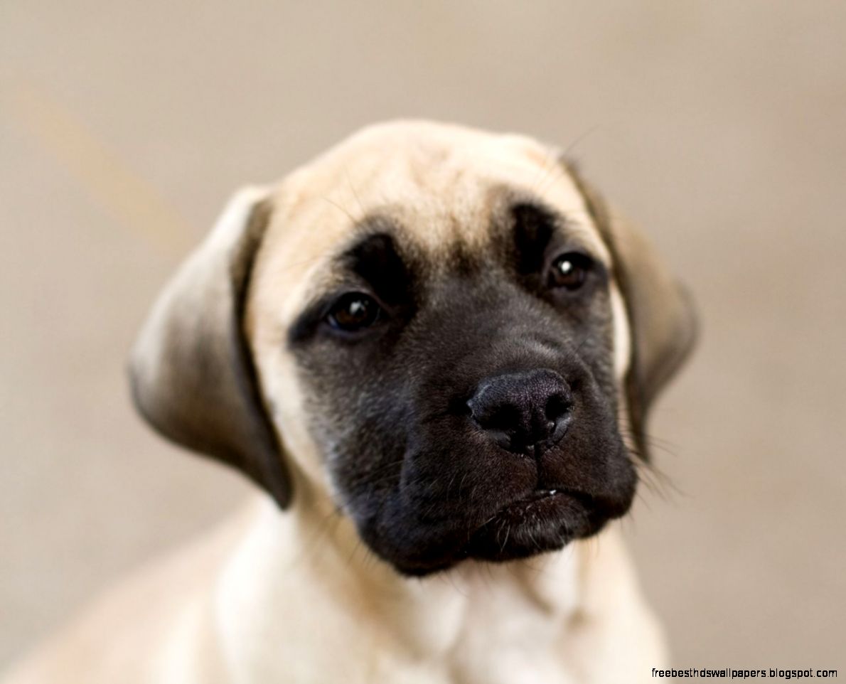 English Mastiff Puppy English Mastiff Puppy
