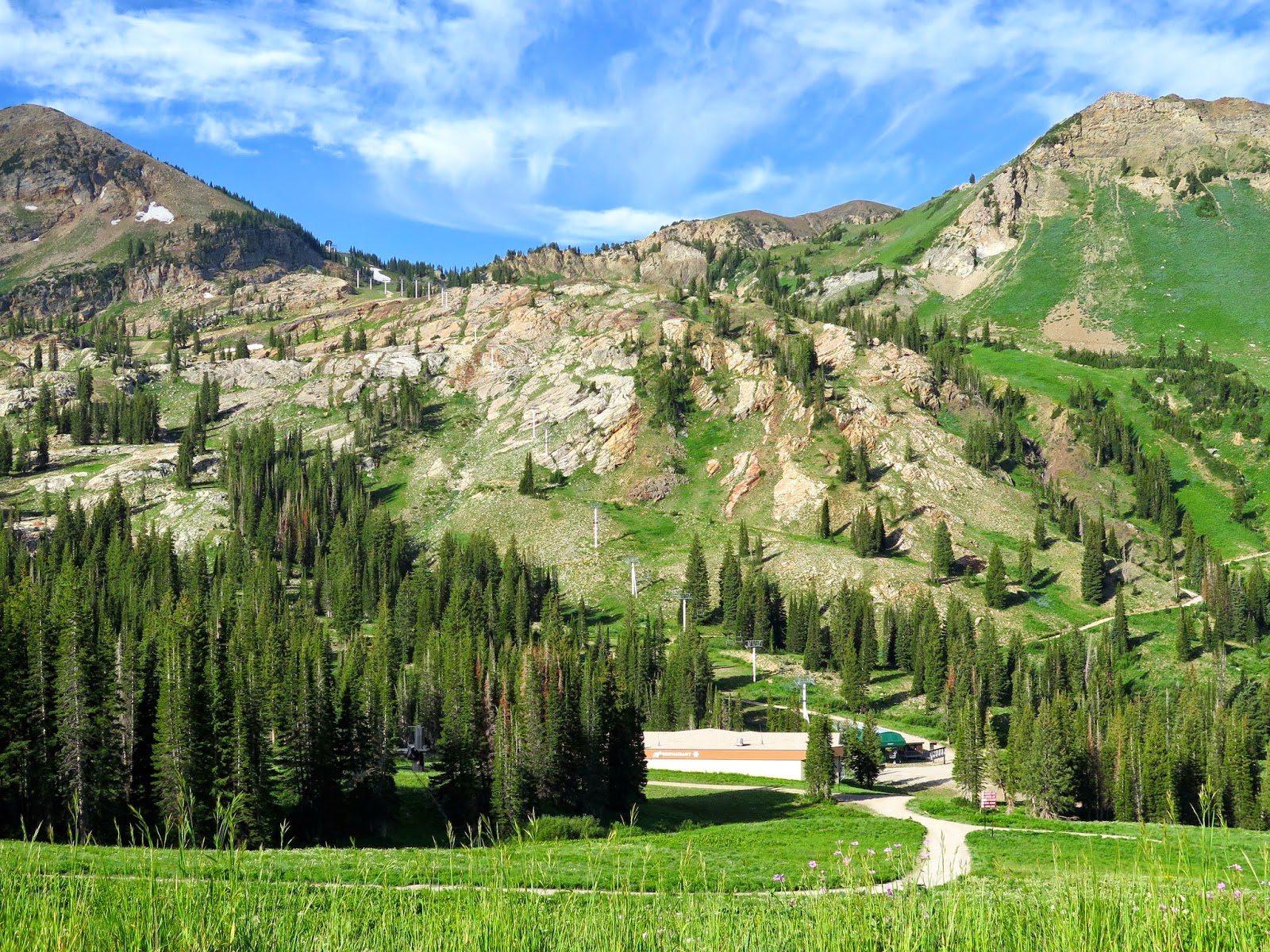 Albion Basin In July Alta, Utah