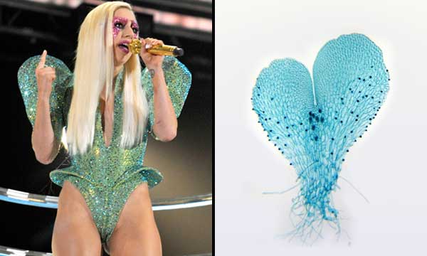Lady Gaga與蕨類比一比