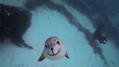 Funny animal gifs - part 93 (10 gifs), cute seal gif